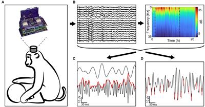 Local field potentials and single unit dynamics in motor cortex of unconstrained macaques during different behavioral states